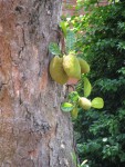 Những trái non tựa thân cây già để lớn